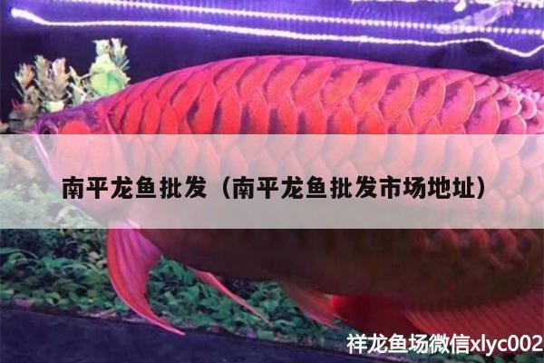 南平紅龍魚價格2688貴嗎？