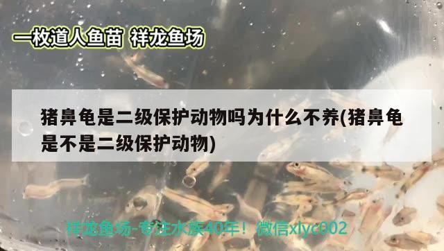 豬鼻龜是二級保護動物嗎為什么不養(豬鼻龜是不是二級保護動物)