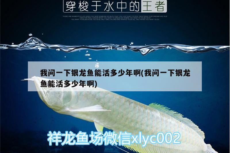 我問一下銀龍魚能活多少年啊(我問一下銀龍魚能活多少年啊)