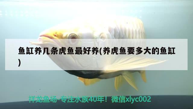 魚缸養幾條虎魚最好養(養虎魚要多大的魚缸)