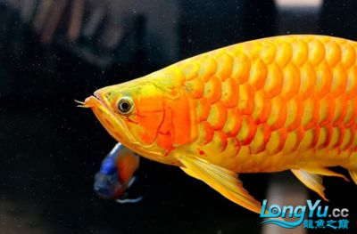 紅龍魚(yú)弓背了是什么原因造成的：紅龍魚(yú)弓背的主要原因