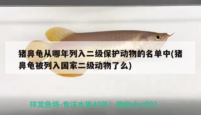 豬鼻龜從哪年列入二級(jí)保護(hù)動(dòng)物的名單中(豬鼻龜被列入國(guó)家二級(jí)動(dòng)物了么)