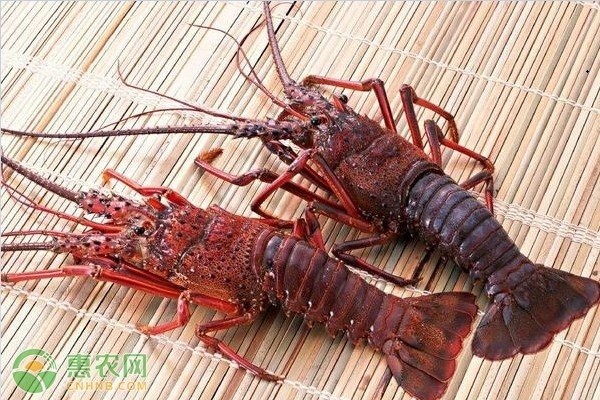 世界十大頂級紅龍