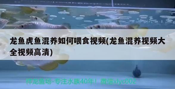 龍魚虎魚混養如何喂食視頻(龍魚混養視頻大全視頻高清) 龍魚虎魚混養如何喂食視頻(龍魚混養視頻大全視頻高清) 虎魚百科