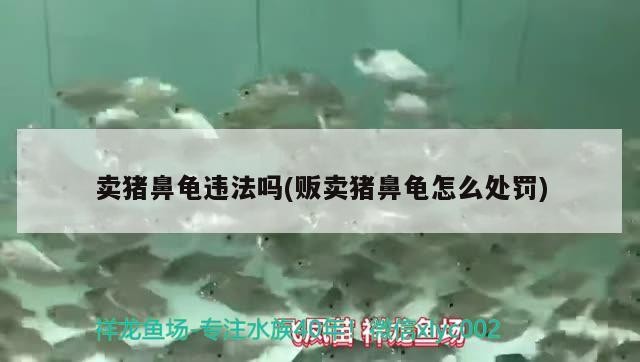 賣(mài)豬鼻龜違法嗎(販賣(mài)豬鼻龜怎么處罰)
