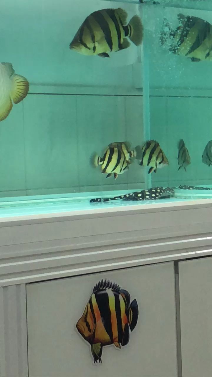 雷龍魚和七彩雷龍魚和什么魚混養比較好，雷龍魚和什么魚混養好呢，七彩雷龍魚和七彩神仙魚可以混養嗎