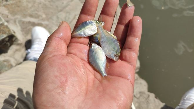 十大最不吉利魚