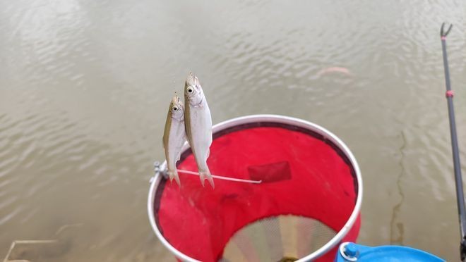 十大最不吉利魚