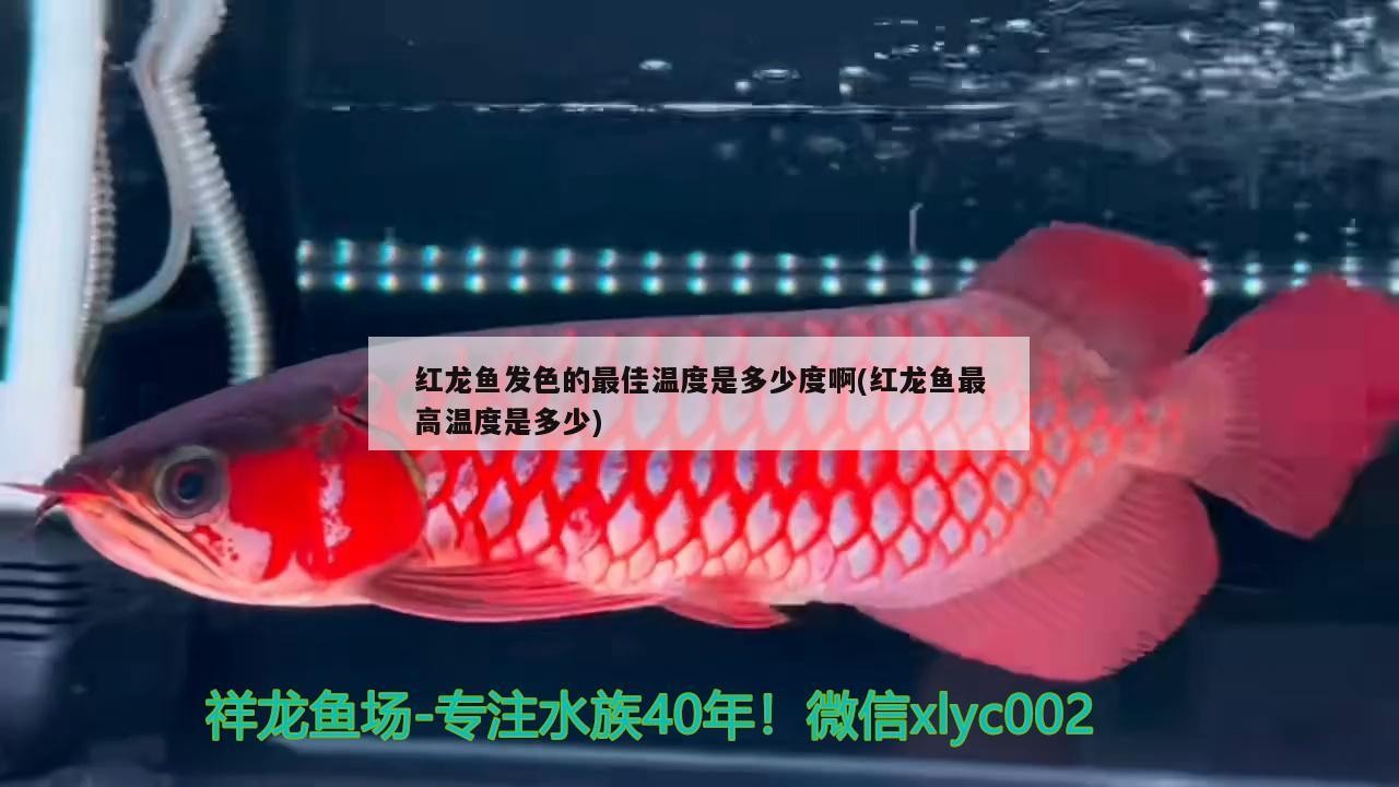 紅龍魚發色的最佳溫度是多少度啊(紅龍魚最高溫度是多少)