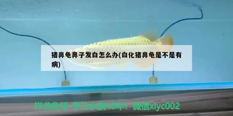 豬鼻龜鼻子發白怎么辦(白化豬鼻龜是不是有病)