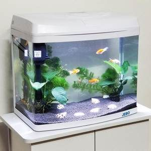 大魚缸怎么換水視頻教學：關于大魚缸換水的教學視頻