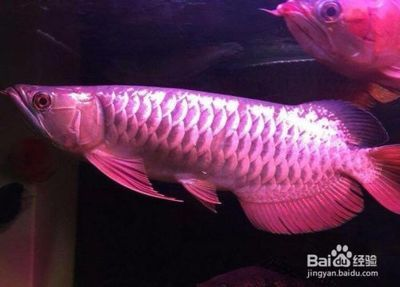 紅龍魚(yú)苗的挑選圖解：紅龍魚(yú)苗挑選圖解