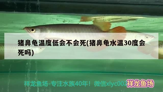 豬鼻龜溫度低會不會死(豬鼻龜水溫30度會死嗎)