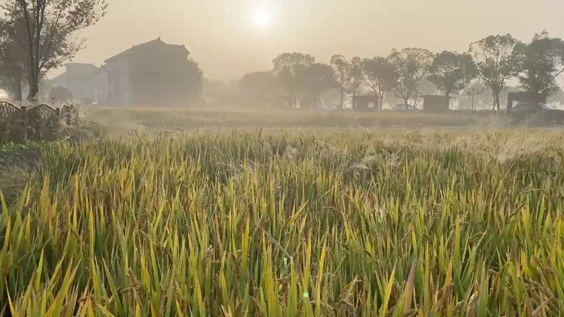 晨霧