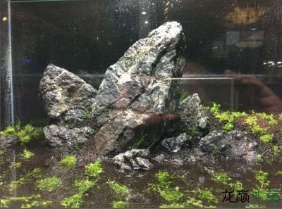 1米2魚缸純青龍石造景：1米2魚缸純青龍石造景需要注意什么？