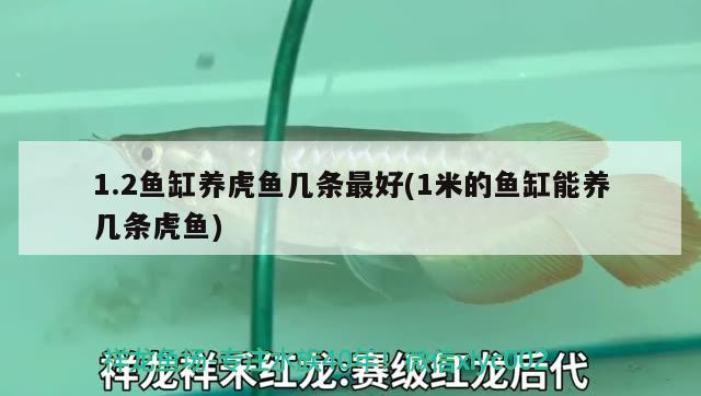 1.2魚缸養虎魚幾條最好(1米的魚缸能養幾條虎魚)