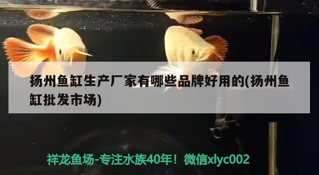 揚(yáng)州魚(yú)缸生產(chǎn)廠家有哪些品牌好用的(揚(yáng)州魚(yú)缸批發(fā)市場(chǎng))