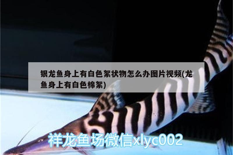 銀龍魚身上有白色絮狀物怎么辦圖片視頻(龍魚身上有白色棉絮)