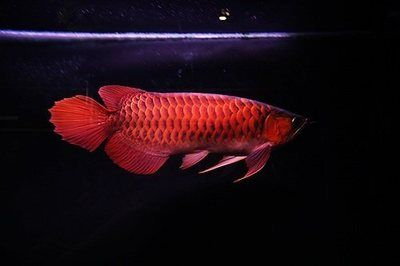 紅龍魚是什么東西啊：紅龍魚與風水文化的聯系如何鑒別紅龍魚與風水文化的聯系