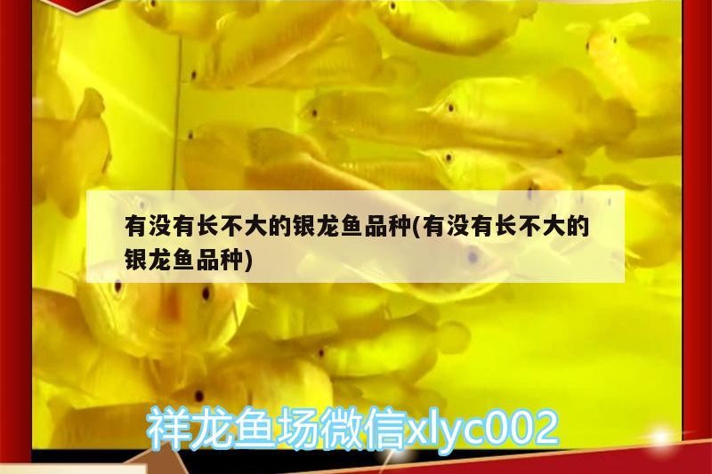 有沒有長不大的銀龍魚品種(有沒有長不大的銀龍魚品種)