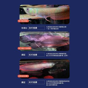 紅龍魚融鱗是什么原因：紅龍魚融鱗怎么辦