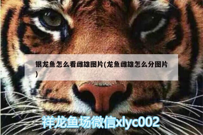 銀龍魚怎么看雌雄圖片(龍魚雌雄怎么分圖片)