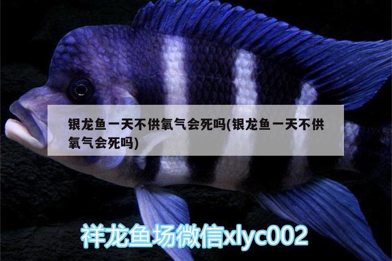 銀龍魚一天不供氧氣會死嗎(銀龍魚一天不供氧氣會死嗎) 銀龍魚一天不供氧氣會死嗎(銀龍魚一天不供氧氣會死嗎) 銀龍魚百科