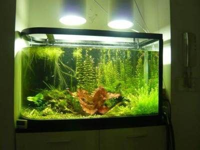 玻璃店定制魚缸多少錢一個：無錫鴻顏水族定制魚缸定制案例分享魚缸定制價格因素