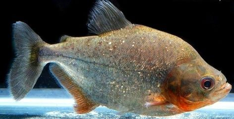 虎魚身上有黑點是什么：虎魚身上有黑點是什么原因