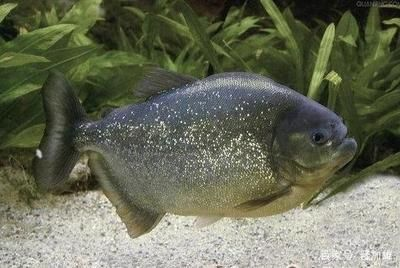 虎魚身上有黑點是什么：虎魚身上有黑點是什么原因