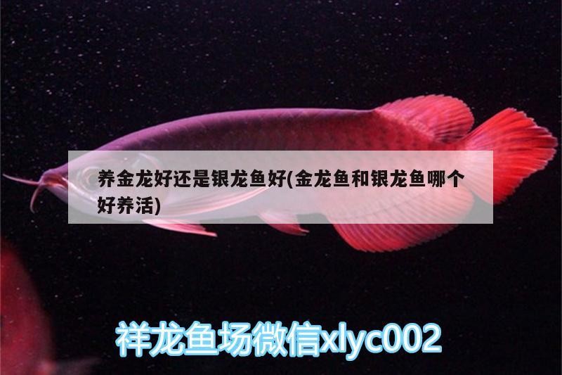 養金龍好還是銀龍魚好(金龍魚和銀龍魚哪個好養活)