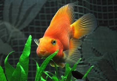 超白金晶魚缸怎么樣好不好養：超白金晶魚缸怎么樣？