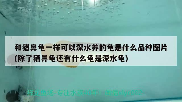 和豬鼻龜一樣可以深水養(yǎng)的龜是什么品種圖片(除了豬鼻龜還有什么龜是深水龜)