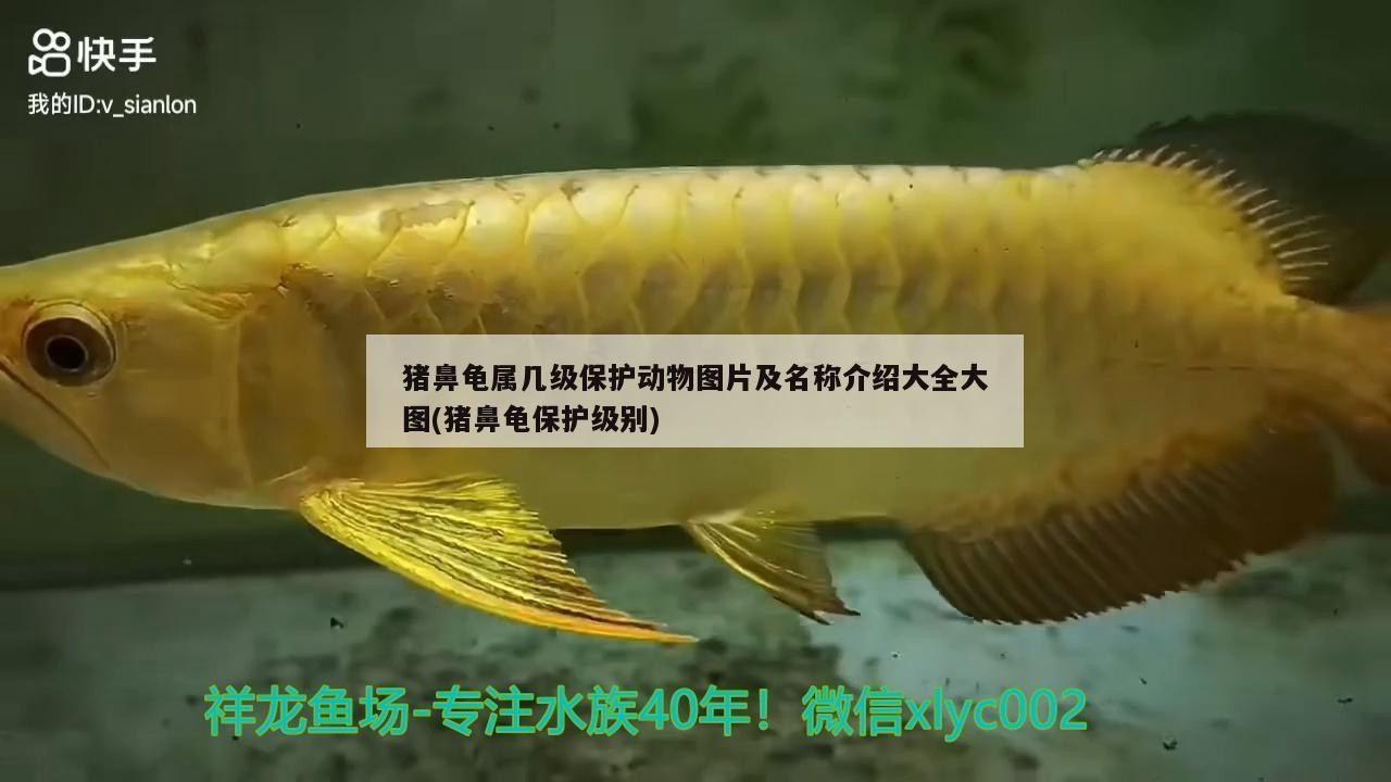 豬鼻龜屬幾級保護動物圖片及名稱介紹大全大圖(豬鼻龜保護級別) 豬鼻龜屬幾級保護動物圖片及名稱介紹大全大圖(豬鼻龜保護級別) 豬鼻龜百科