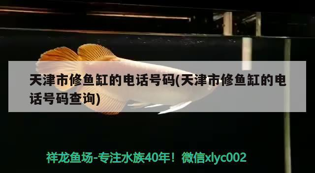 紅龍魚增色飼料配方大全(紅龍魚增色飼料配方大全視頻)