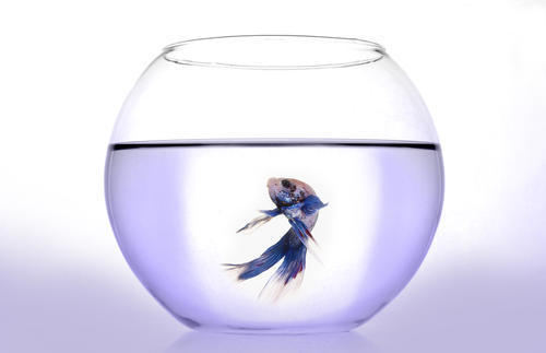 全國十大魚缸品牌排行榜
