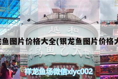 銀龍魚圖片價格大全(銀龍魚圖片價格大全)