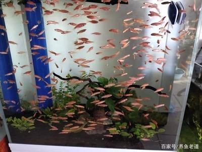 redsea魚缸找平：redsea魚缸找平的方法