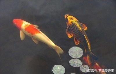 大魚缸金魚怎么養才能活得長久一點：養好金魚的基本要求
