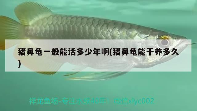豬鼻龜一般能活多少年啊(豬鼻龜能干養多久)