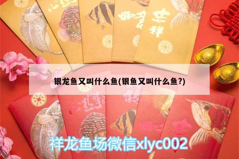 銀龍魚(yú)又叫什么魚(yú)(銀魚(yú)又叫什么魚(yú)?)