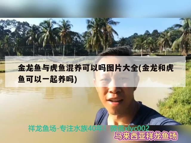 金龍魚與虎魚混養(yǎng)可以嗎圖片大全(金龍和虎魚可以一起養(yǎng)嗎)
