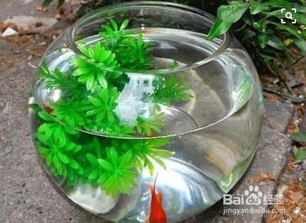 桓臺縣果里鎮(zhèn)自魚自樂水族館（桓臺縣果里鎮(zhèn)自魚自樂水族館電話）