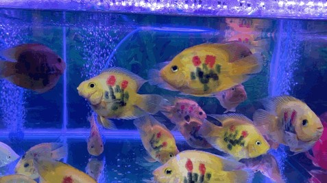 大潤發有魚缸賣嗎多少錢：大潤發魚缸價格與尺寸