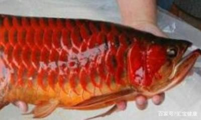 印度尼西亞紅龍魚：印度尼西亞紅龍魚價格 印度尼西亞紅龍魚：印度尼西亞紅龍魚價格 紅龍魚百科 第4張