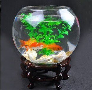 玻璃魚缸做盆景好嗎：玻璃魚缸造景的基本步驟