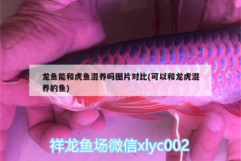 龍魚能和虎魚混養嗎圖片對比(可以和龍虎混養的魚)