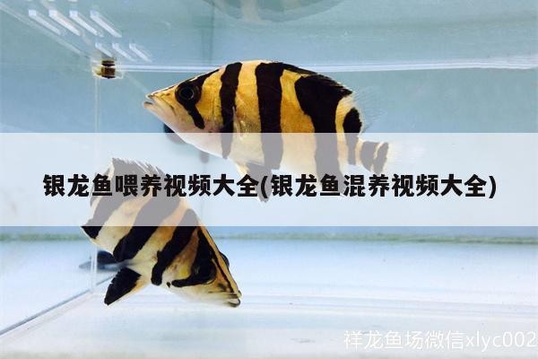 銀龍魚喂養視頻大全(銀龍魚混養視頻大全)