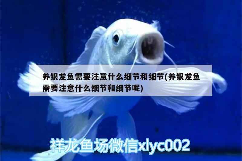 養銀龍魚需要注意什么細節和細節(養銀龍魚需要注意什么細節和細節呢)