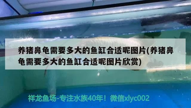 養豬鼻龜需要多大的魚缸合適呢圖片(養豬鼻龜需要多大的魚缸合適呢圖片欣賞)